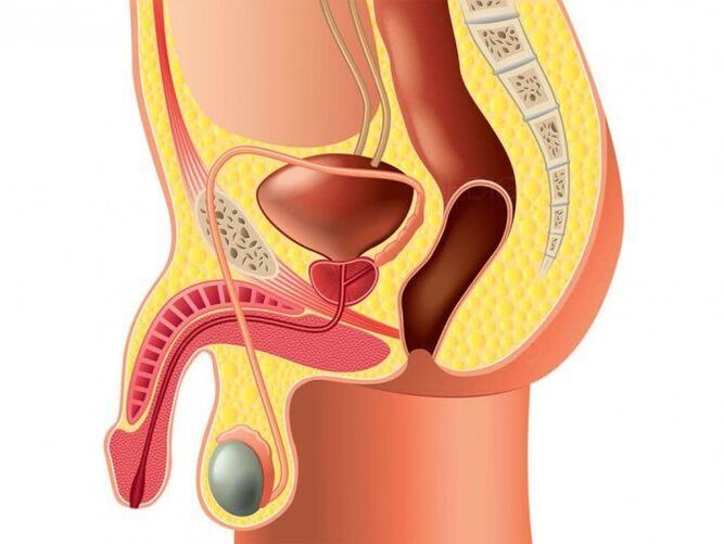 Genital organın yapısı